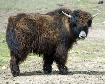 black yak bull P062 Spring Brook Ranch
